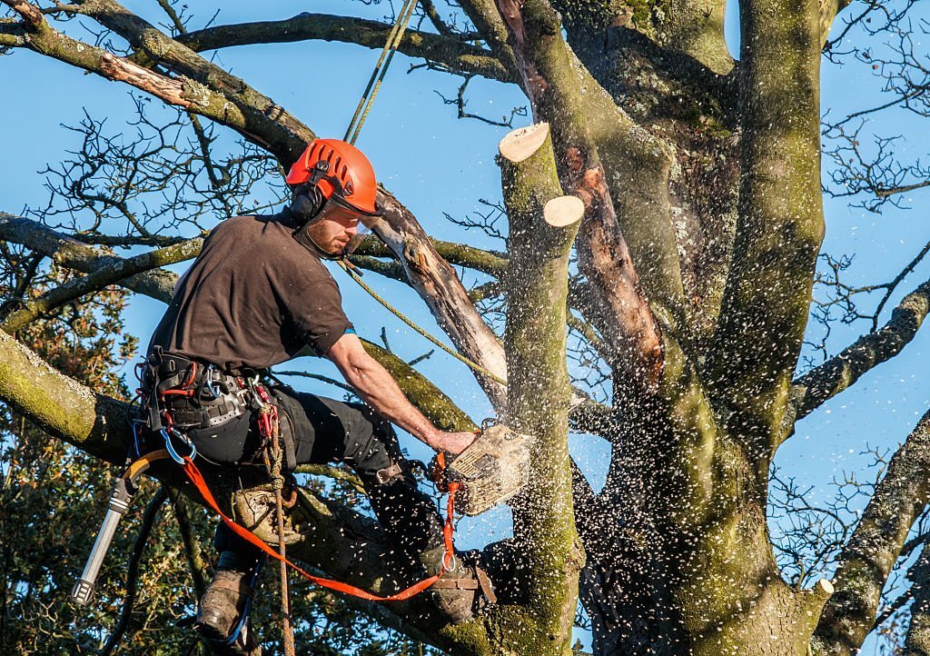 Tree removal services, Tree trimming and pruning, Stump grinding and removal, Emergency tree services, Storm damage cleanup, Tree care and maintenance, Tree cutting and disposal, Tree inspection and assessment, Arborist services, Tree preservation and restoration, Tree hazard evaluation, Tree planting and transplanting, Tree disease diagnosis and treatment, Tree root pruning and management, Tree crane services
